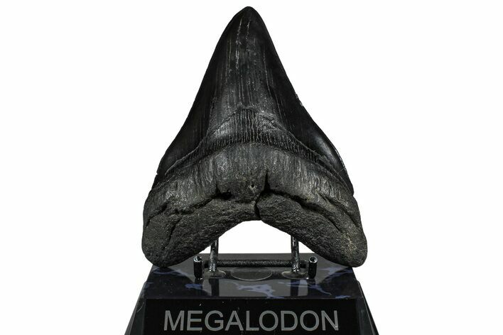 Serrated, Fossil Megalodon Tooth - South Carolina #360775